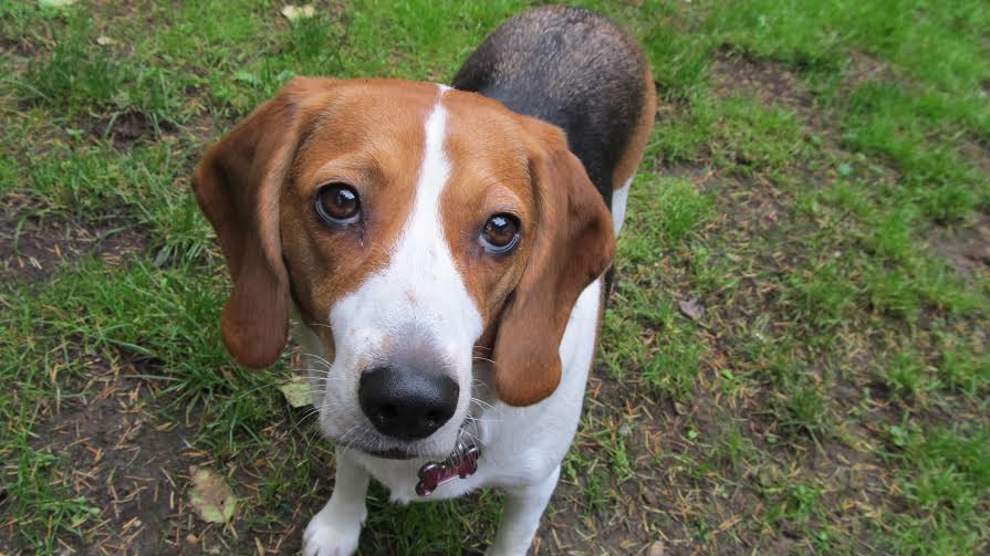 A Beagle can prove to be one of the bets family-friendly dogs.