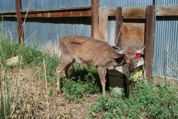What’s The Deal With Zombie Deer Disease?
