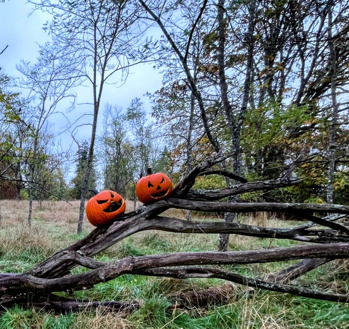 Two jack o'lanterns sit on a fallen tree at Fort Steilacoom Park