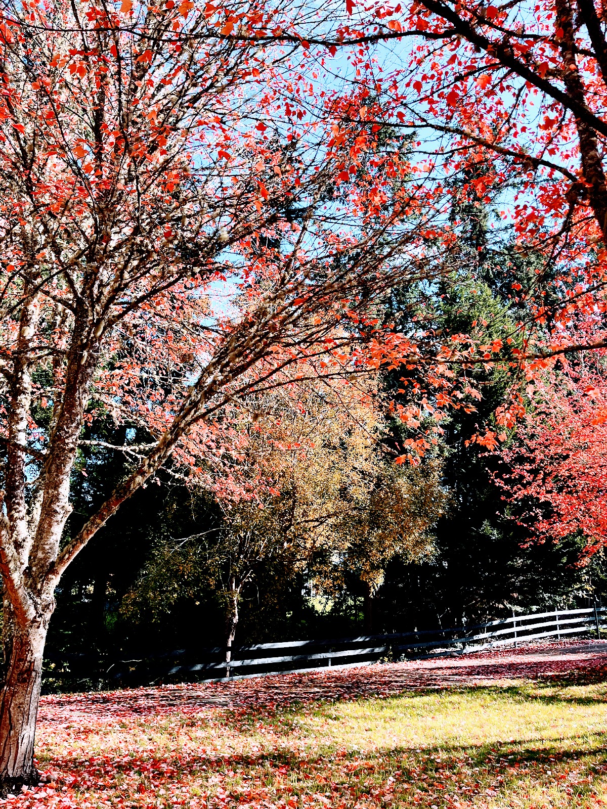 The Recipe for a Perfect Fall Day